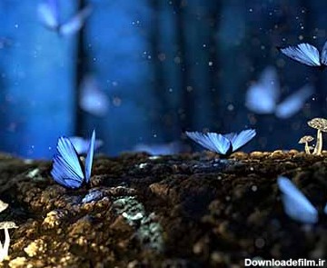 والپیپر پرواز پروانه های آبی در جنگل