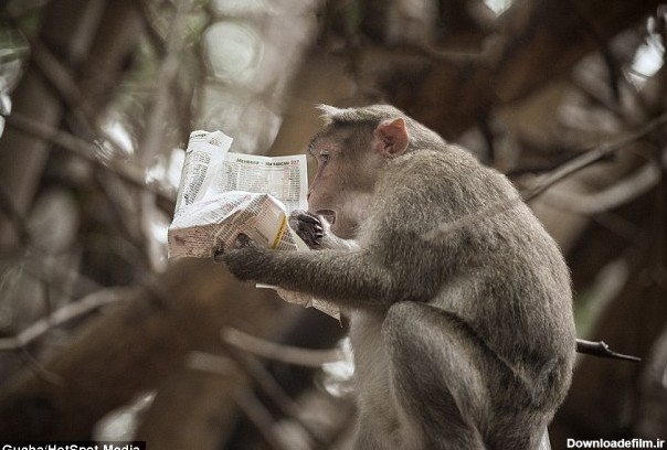 وقتی یک میمون روزنامه بخواند + تصاویر