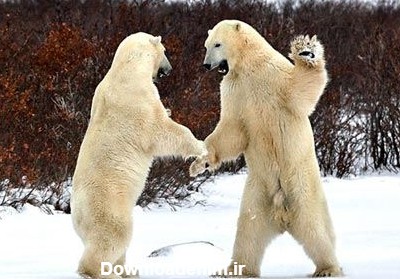 عکس های بسیار دیدنی و جالب از خرس های قطبی و جنگلی