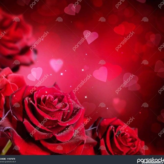 پس زمینه گل رز و قلب یا طرح کارت عروسی دسته گل رز قرمز زیبا ...