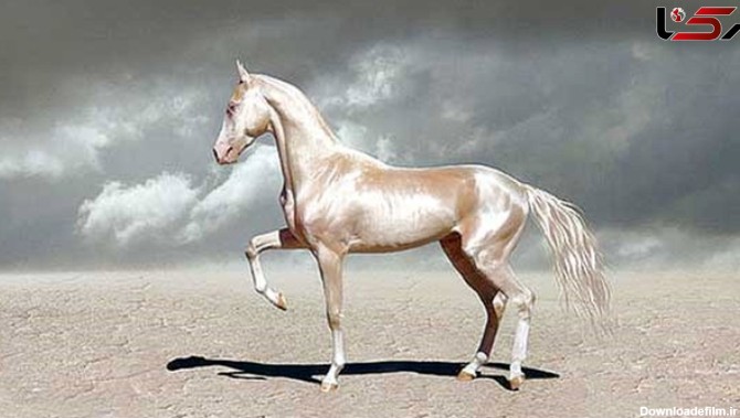 زیباترین اسب جهان+عکس