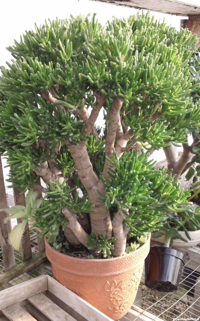 بونسای کراسولا سم اسبی – بونسای گوش شرکی - Crassula Gollum Bonsai ...