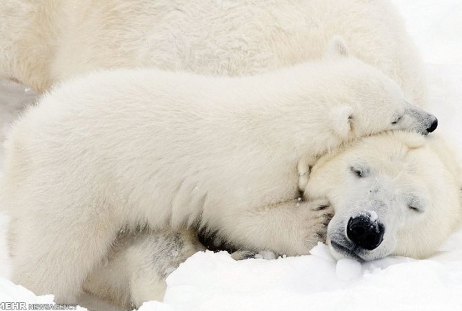 بازی توله خرس قطبی با مادرش (عکس)