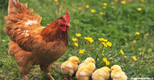 15 واقعیت جالب راجب مرغ و خروس و جوجه ها | طرفداری