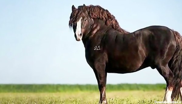 10 بلندترین اسب برتر جهان