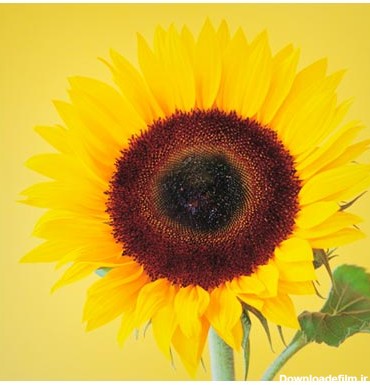 دانلود رایگان عکس با کیفیت از نمای نزدیک گل آفتابگردان