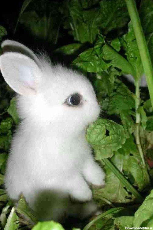 خرگوش خوشگل - عکس ویسگون