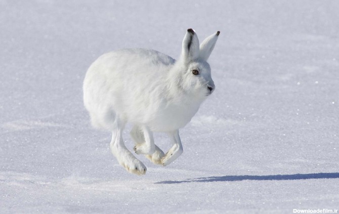 خرگوش سفيد در حال دويدن روي برفها