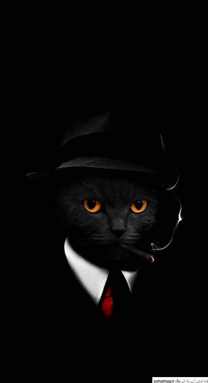 عکس پروفایل گربه سیاه و سفید