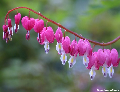 15 گل زیبای جهان