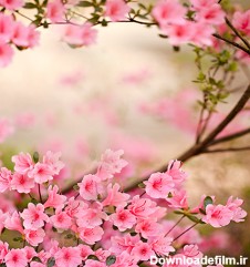 دانلود برنامه Spring Flowers Live Wallpaper برای اندروید | مایکت