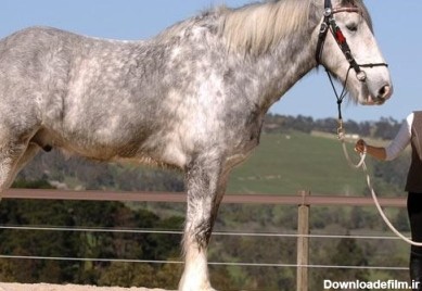 عکس/ بلند قدترین اسب دنیا - جهان نيوز