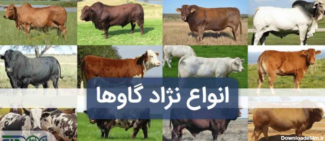 مشهورترین انواع نژاد گاو در دنیا کدام اند؟ انواع نژاد گاو ...