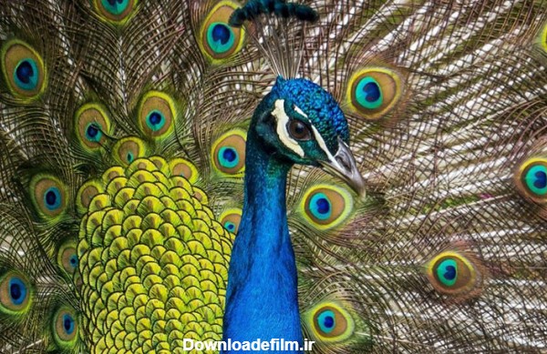 اطلاعات کامل در مورد طاووس + تصاویر بسیار زیبا