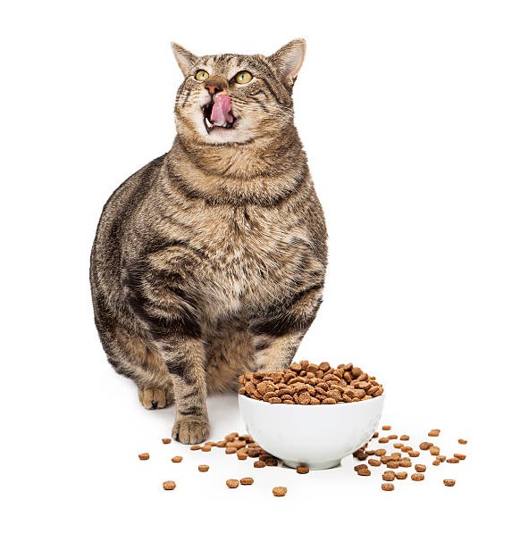Photo of غذای گربه چیست ؟ غذای مناسب برای گربه – میزان غذای گربه در روز – غذای گربه های خیابانی