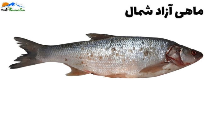 عکس ماهی های شمال ایران