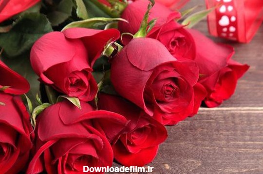 عکس پروفایل گل | مجموعه 100 عکس گل زیبا و با کیفیت HD- دلبرانه