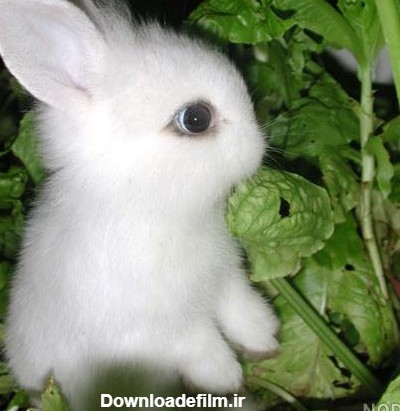 عکس خرگوش پشمالو کوچولو