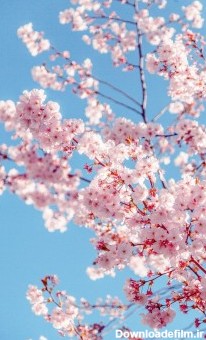عکس زمینه درخت شکوفه ساکورا پس زمینه | والپیپر گرام