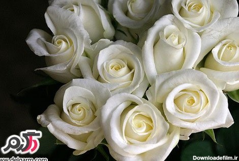 عکس بسیار زیبا از گل رز سفید