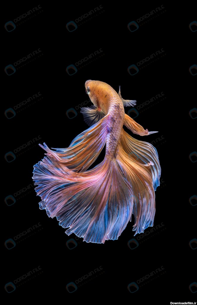 استوک ماهی فایتر خوش رنگ و زیبا - مرجع دانلود فایلهای دیجیتالی