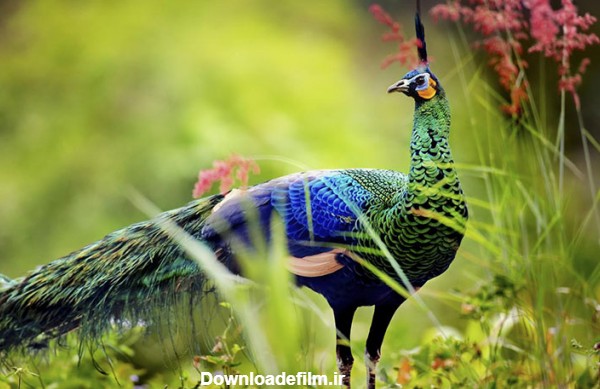 انواع طاووس