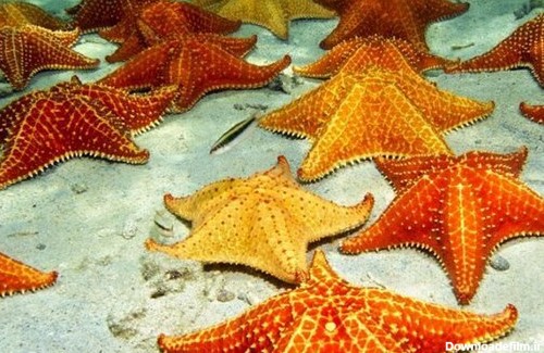 ببینید | ستاره های دریایی خلیج فارس چه ویژگی هایی دارند؟