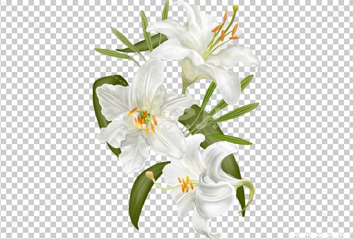 Borchin-ir-white Lilium flower with transparent background عکس گل لیلیوم با فرمت PNG2