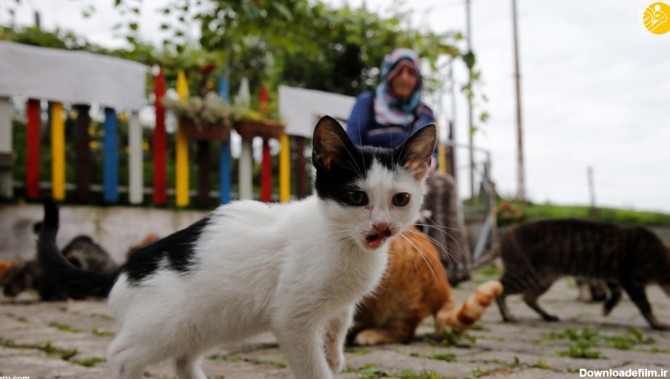 فرارو | (تصاویر) زنی که ۱۰۰ گربه خیابانی در خانه دارد!