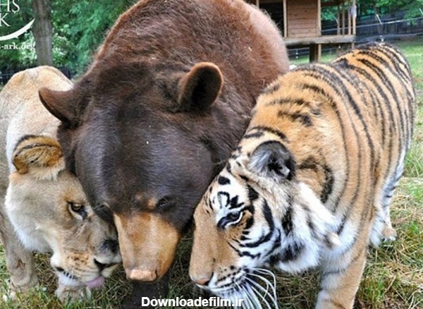 عکس: دوستی عجیب شیر، خرس و ببر