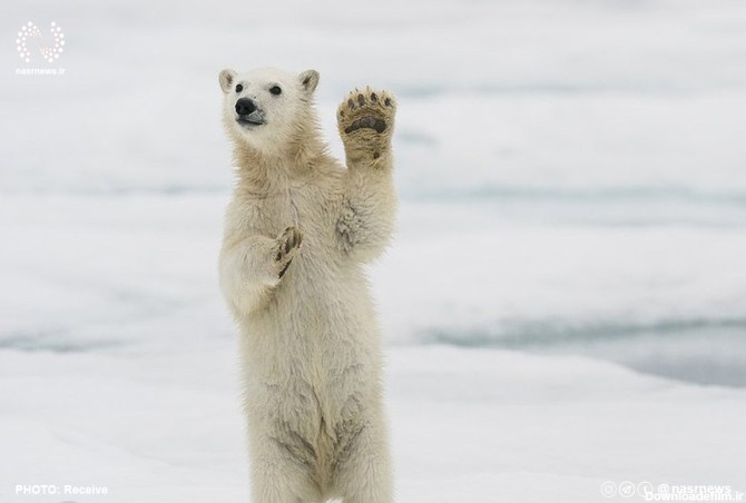 تصاویر| هیجانِ توله خرس قطبی از دیدن کاوشگران بعد از قرنطینه ...