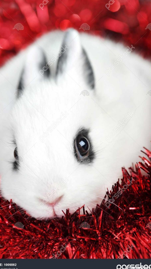 خرگوش زیبا کوچک با حلقه گل قرمز جدا 1009862