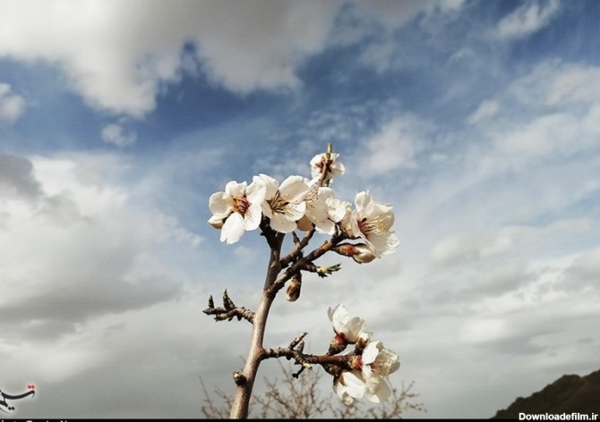 شکوفه های بهاری در طبیعت چهارمحال و بختیاری به روایت تصویر - تسنیم