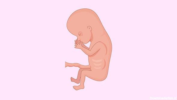رشد جنین در ماه سوم