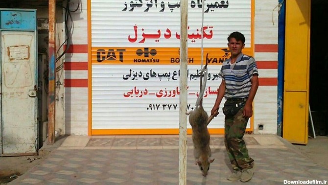 شکار موش ۲۷ کیلویی در بوشهر +عکس