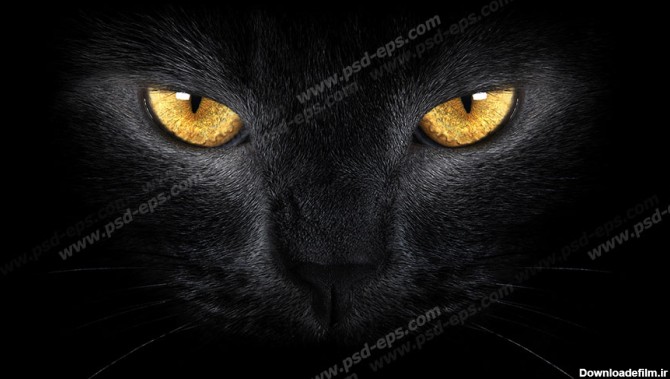 عکس چشم گربه سیاه