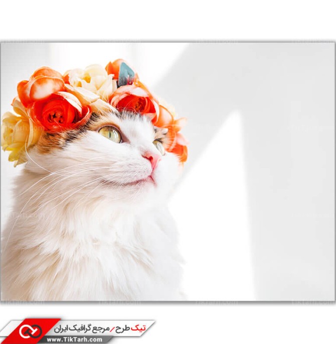 تصویر باکیفیت گربه اهلی با سربند گل