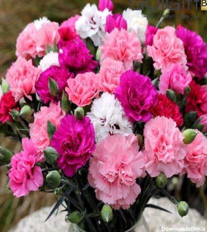 گل میخک، یکی از زیباترین گیاهان تزئینی | گل گیفت