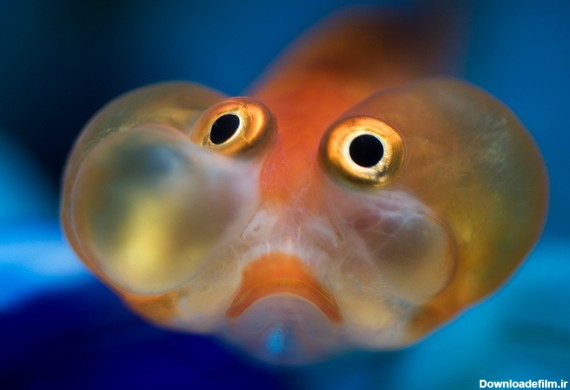 ماهی قرمز چشم پفی (+عکس)