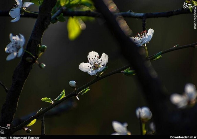 مشرق نیوز - عکس/ شکفتن شکوفه‌های بهاری