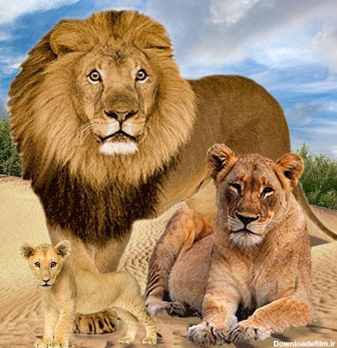 شیر پادشاهی پادشاهان جنگل - برنامه‌ها در Google Play