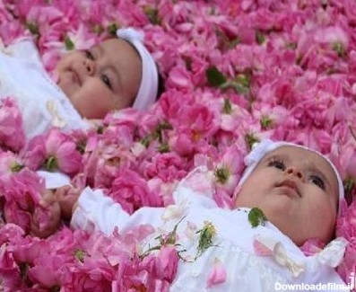 جشنواره ملی گل‌غلتانی نوزادان در فصل گل‌های محمدی کاشان | جاکو
