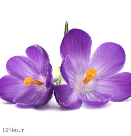 دانلود تصویر دو عدد گل بنفش کروکوس به صورت رایگان ارائه شده ...