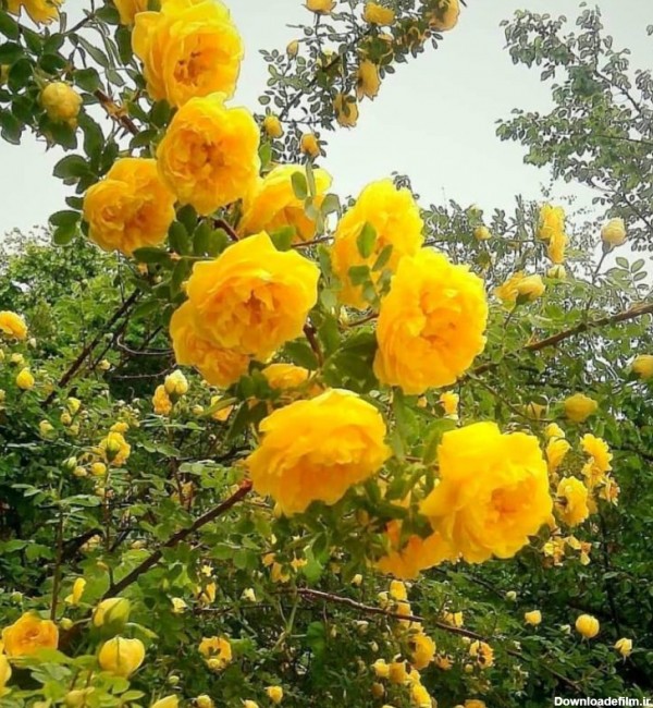 نهال گل محمدی زرد