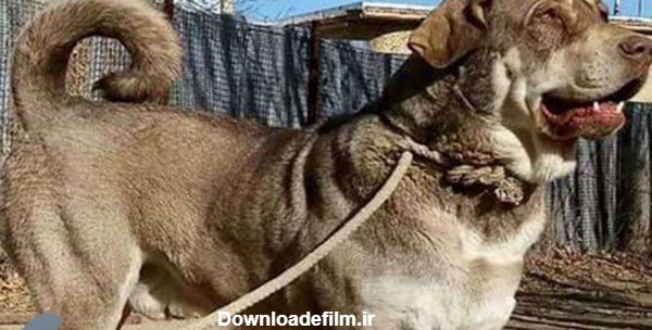 عکس سگ عراقی اصل - عکس نودی