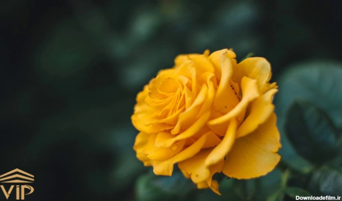 معرفی کامل گل رز زرد