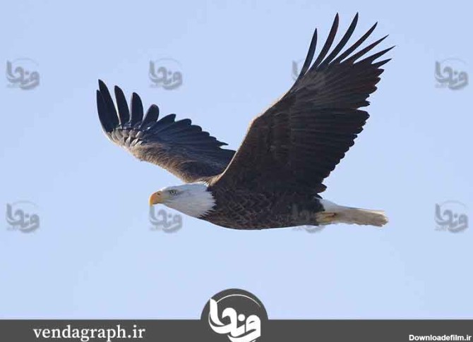 عکس عقاب در حال پرواز | وندا گراف