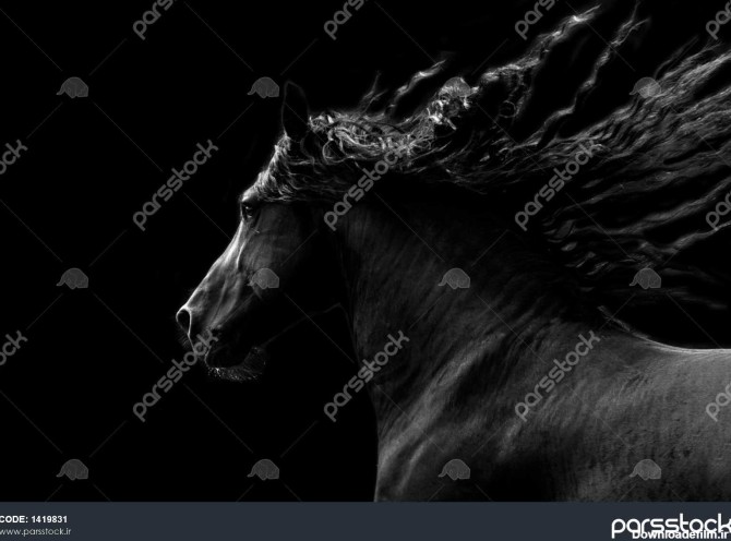 اسب سیاه در حال اجرا در پس زمینه سیاه و سفید 1419831