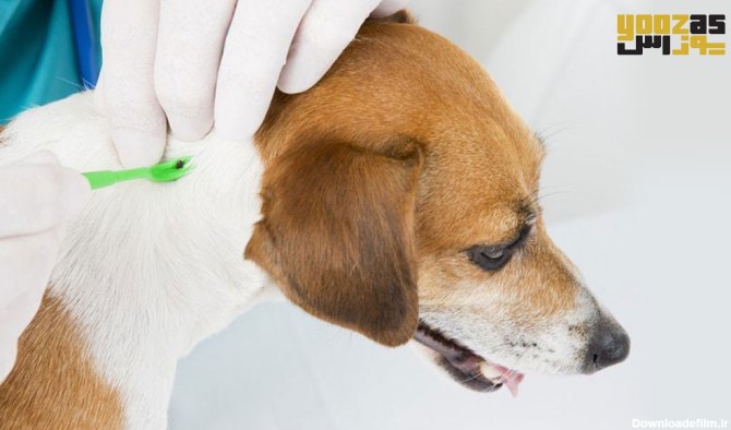 شناسایی و درمان کک و کنه در سگ و گربه | پت شاپ یوزاس