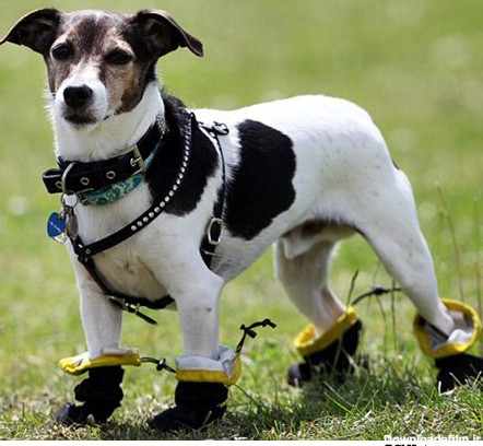 سگی بسیار با مزه که با کفش راه می رود +عکس